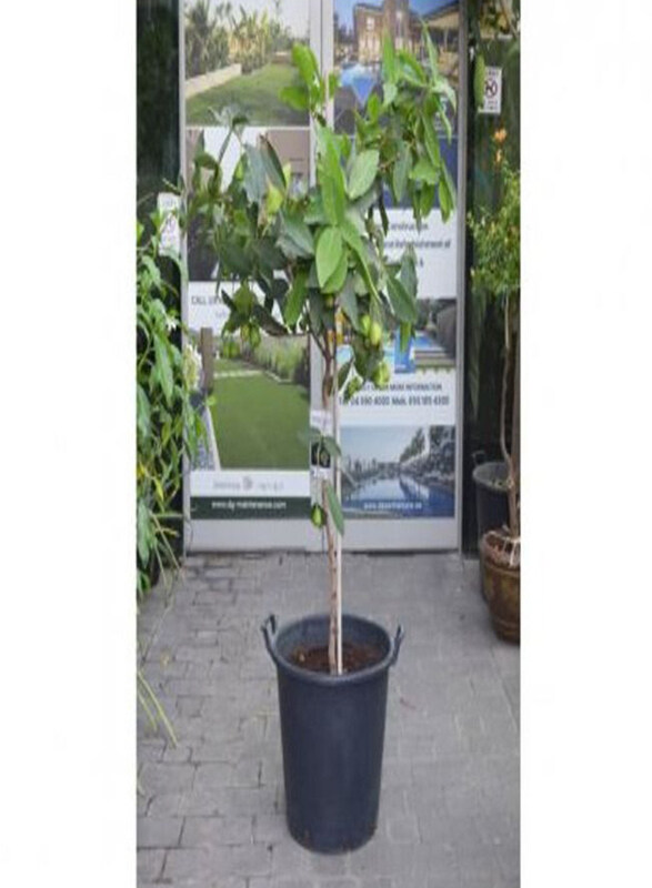 

Generic Syzygium Water Apple Tree, Green