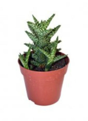 Aloe Squarossa, Green/White