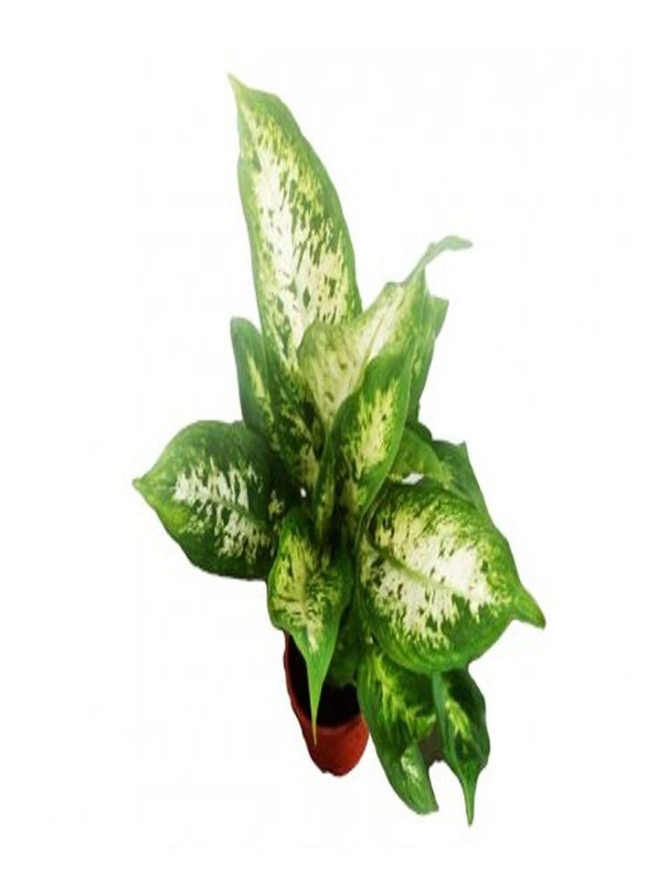 

Generic Dieffenbachia Mix, Multicolour