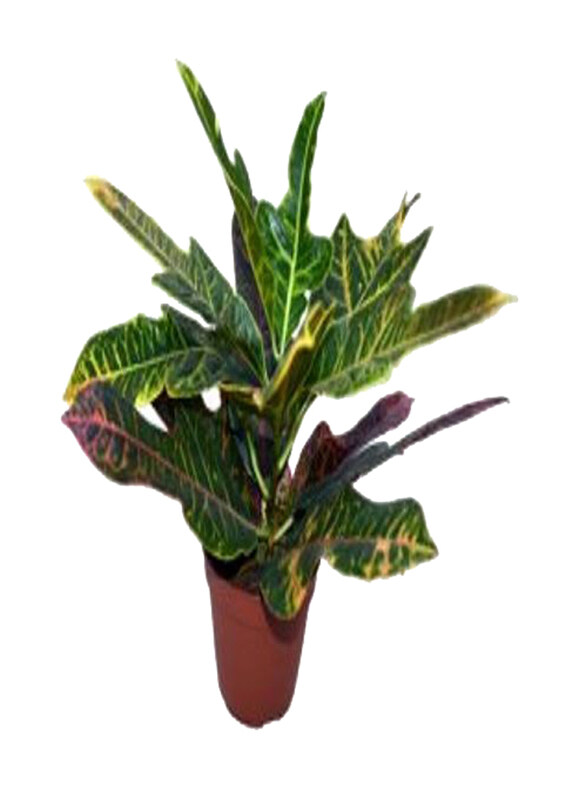 

Generic Codiaeum Variegatum, Green