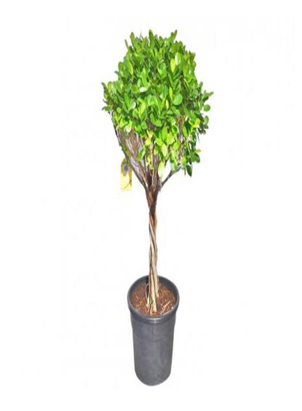 

Generic Ficus Panda Five Twisted Trunk Plant, Multicolour