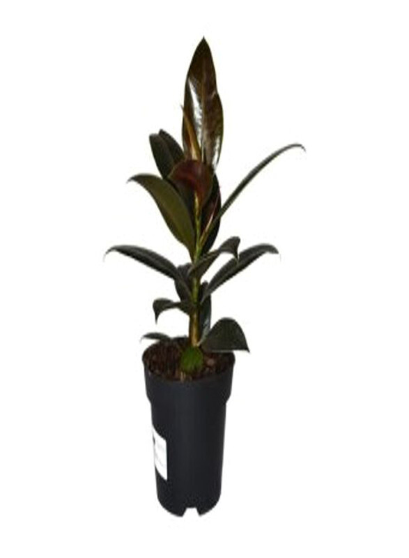 

Generic Ficus Elastica Robusta, Green