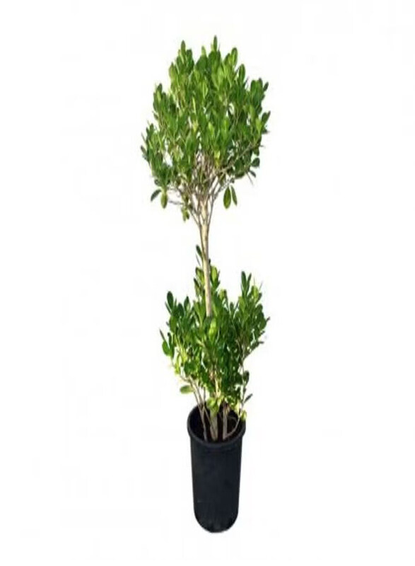 

Generic Ficus Panda 2 Head Plant, Small, Green