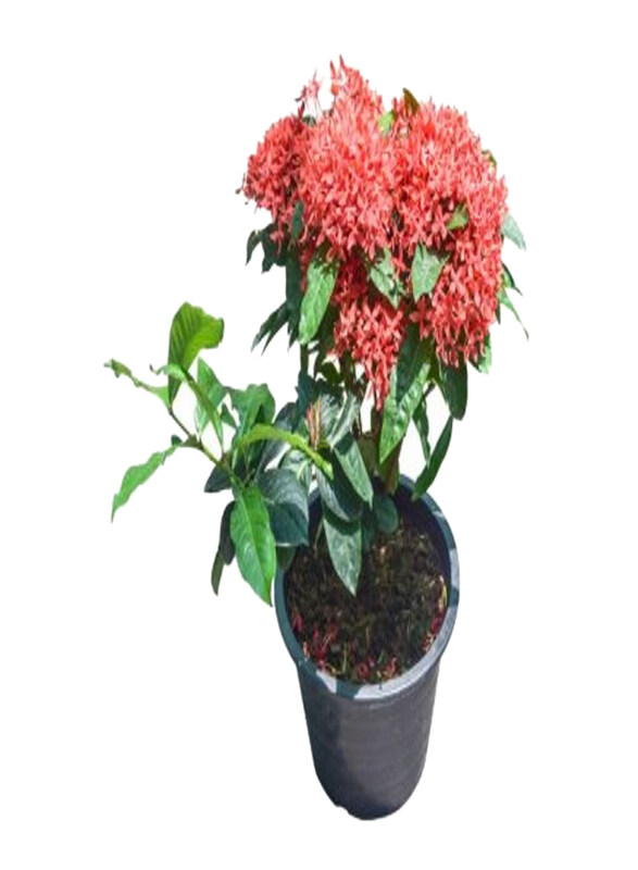 

Generic Ixora Chinensis Mix Plant, Red