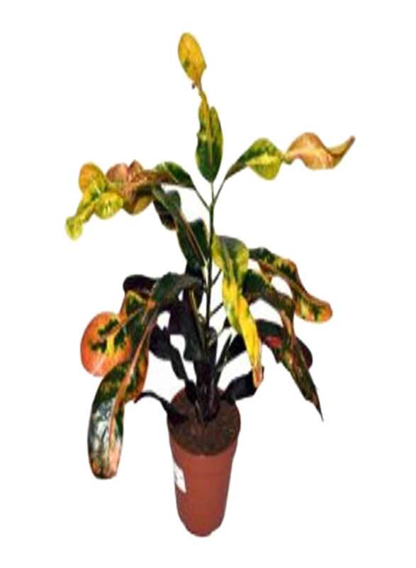 

Generic Codiaeum Variegatum Mix, Green