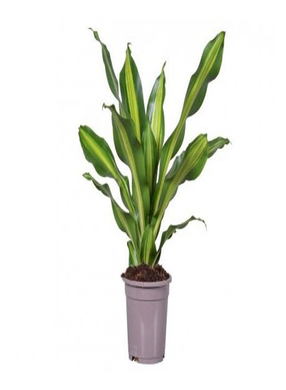 

Generic Dracaena Fragrans Burley Dragon Lilies, Green
