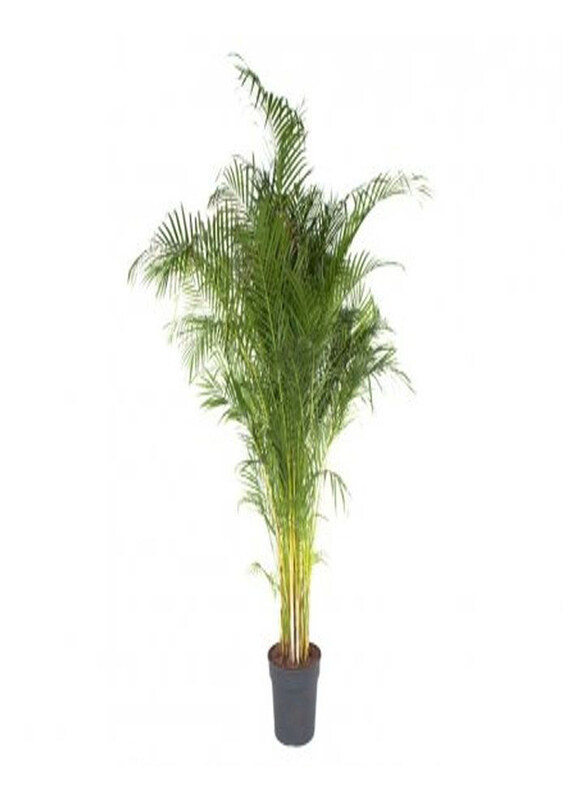 

Generic Chrysalidocarpus Areca Palm, Green