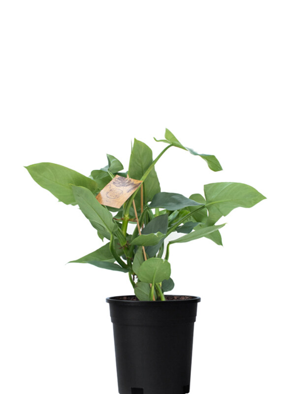 

Brook Floras Philodendron Hastatum Fresh Indoor Plants, Green
