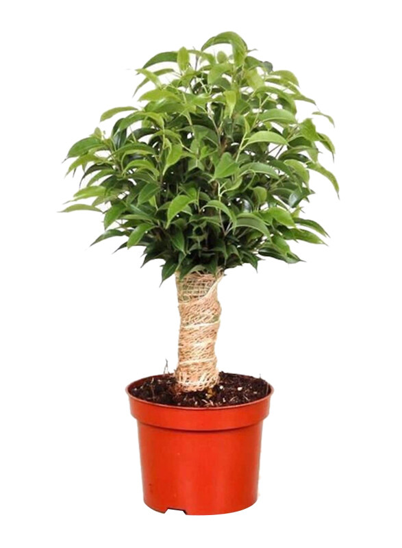 

Brook Floras Ficus Natasja Plant, Green