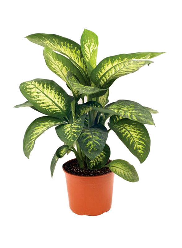 

Brook Floras Tropic Snow Fresh Indoor Plants with Pot, Multicolour