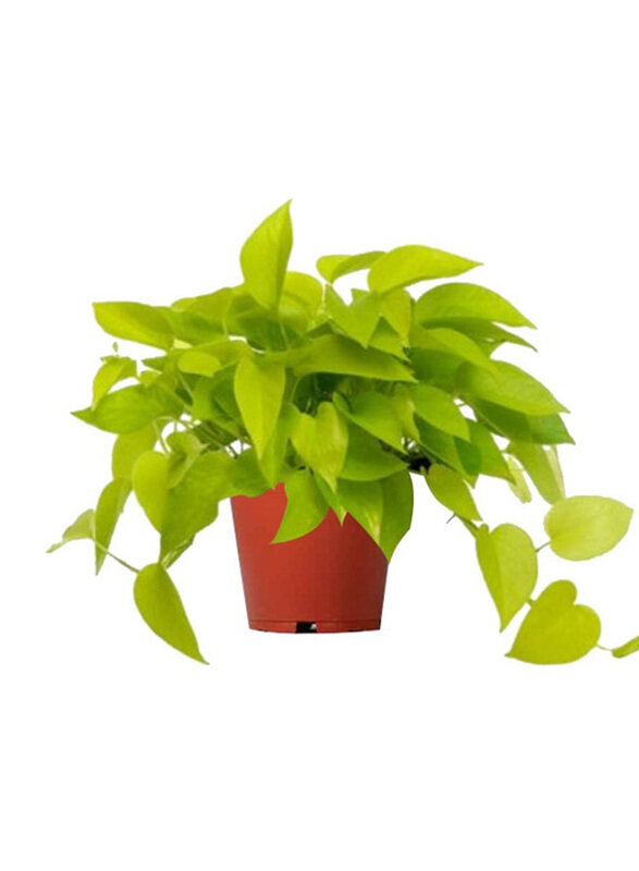 

Brook Floras Neon Pothos Fresh Indoor Plants, 30cm, Green