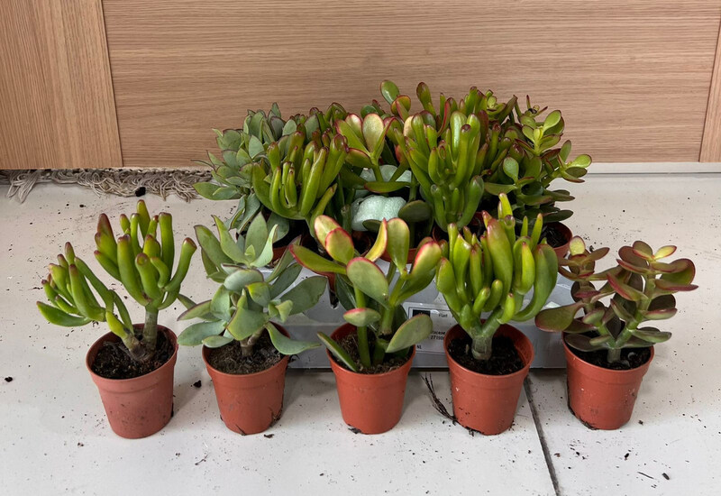 

Brook Floras Crassula Fresh Plants, Multicolour