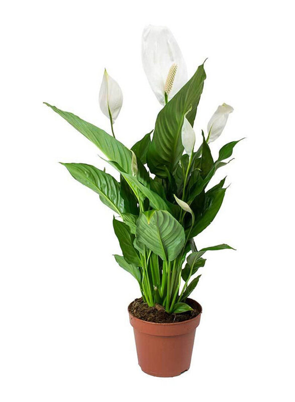 

Brook Floras Spathiphyllum Peace Lily, Green/White