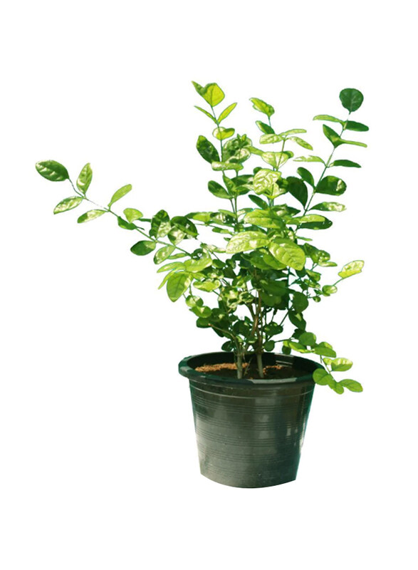 

Brook Floras Jasmine Mogra Fresh Plants, 50cm, Green