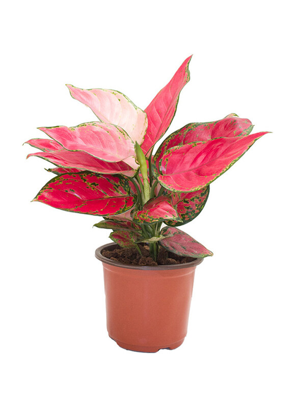 

Brook Floras Aglaonema Anyamanee Plant, Pink/Green
