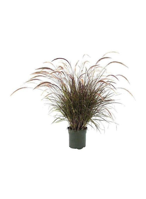 

Brook Floras Pennisetum Red Fresh Indoor Plants, Multicolour