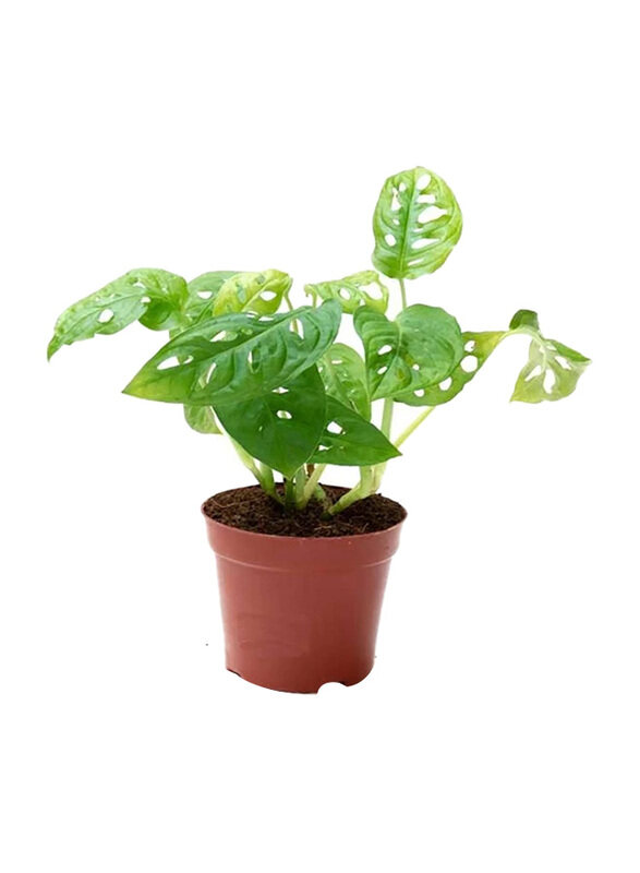

Brook Floras Monstera Monkey Mask Indoor Plants, Green