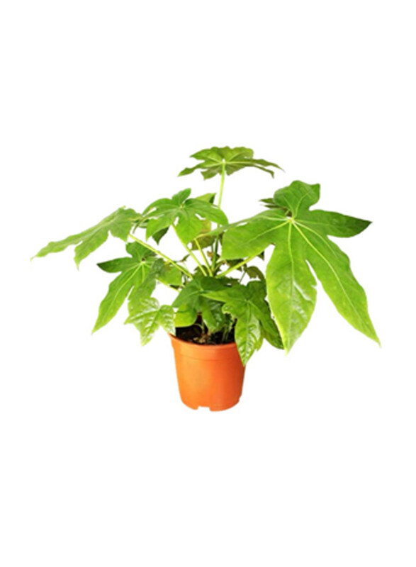 

Brook Floras Fatisa Japonica Fresh Plants, Green