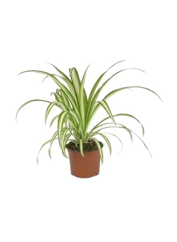 

Brook Floras Chlorophytum or Spider Fresh Plant, Green