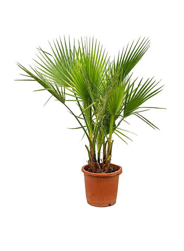

Brook Floras Washingtonia Robusta Fresh & Live Plant, Green
