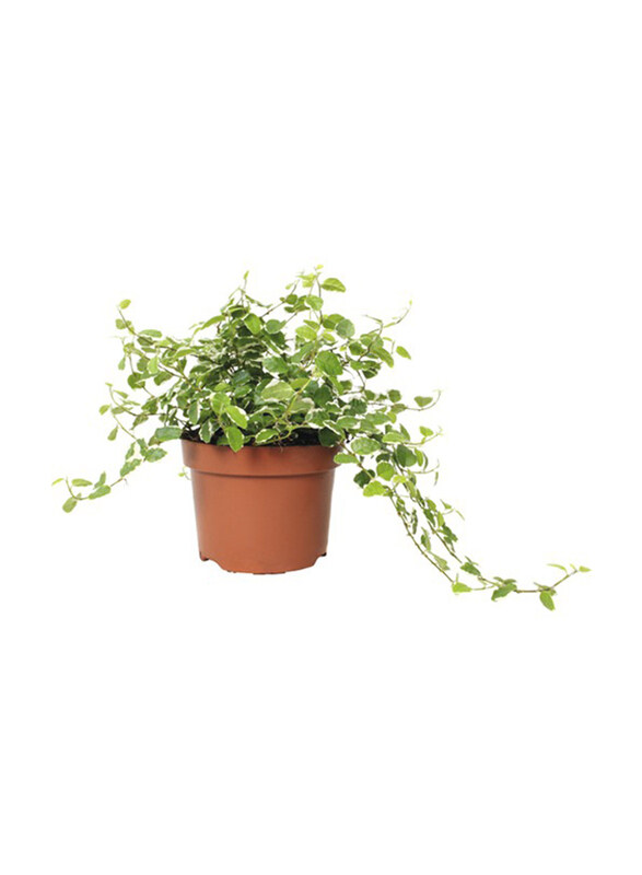 

Brook Floras Brook Floras Ficus Pumila White Sunny Fresh Plants, Multicolour