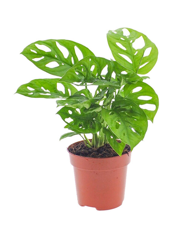 

Brook Floras Monstera Obliqua Plant, Green