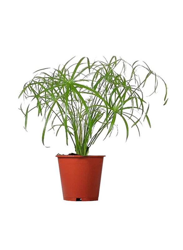 

Brook Floras Cyperus Alternifolius Fresh Plants, Green