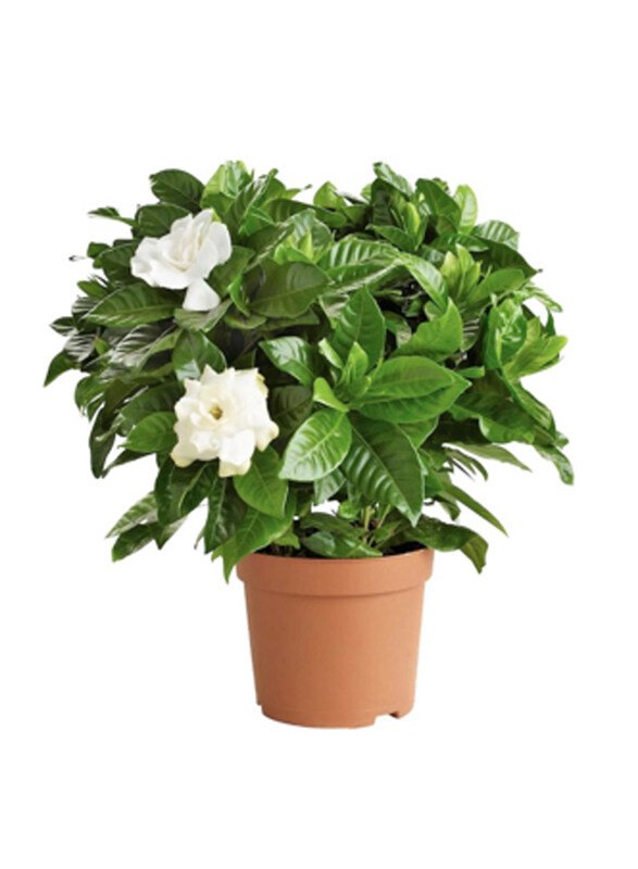 

Brook Floras Gardenia Fresh Plants, Green/White