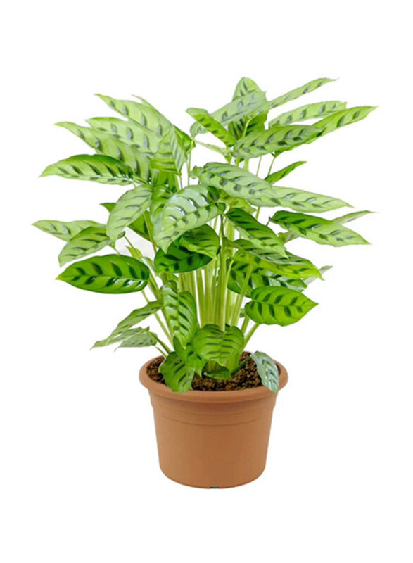 

Brook Floras Calathea Leopardina Fresh Plants, Multicolour