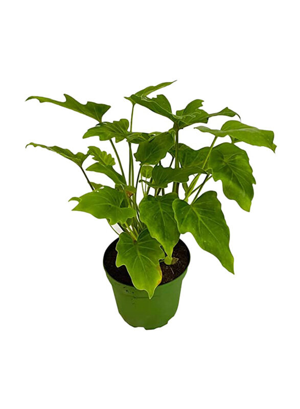 

Brook Floras Philodendron Bipinnatifidum Fresh Plants, Green
