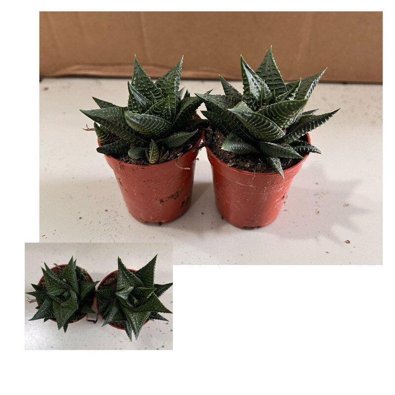 

Brook Floras Haworthia Limifolia Fresh Plants, Green