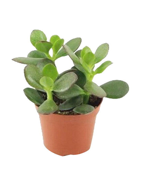 

Brook Floras Crassula Minor Variegated Plant with Pot & Soil, Green/Brown