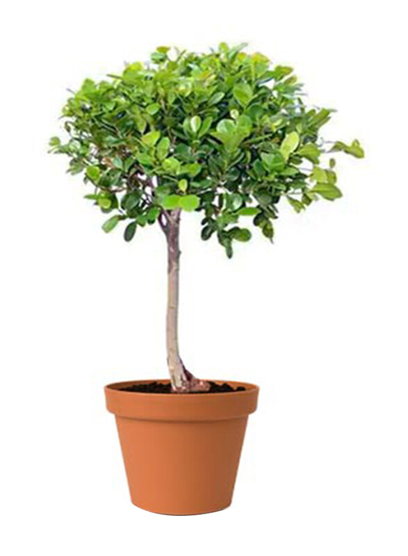 

Brook Floras Ficus Panda Fresh Plants, Green