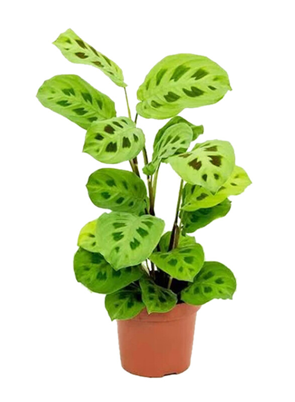 

Brook Floras Maranta Kerchoveana Plant with Pot, Green