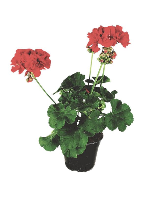 

Brook Floras Geranium Fresh Indoor Plants, 8-10cm, Red/Green