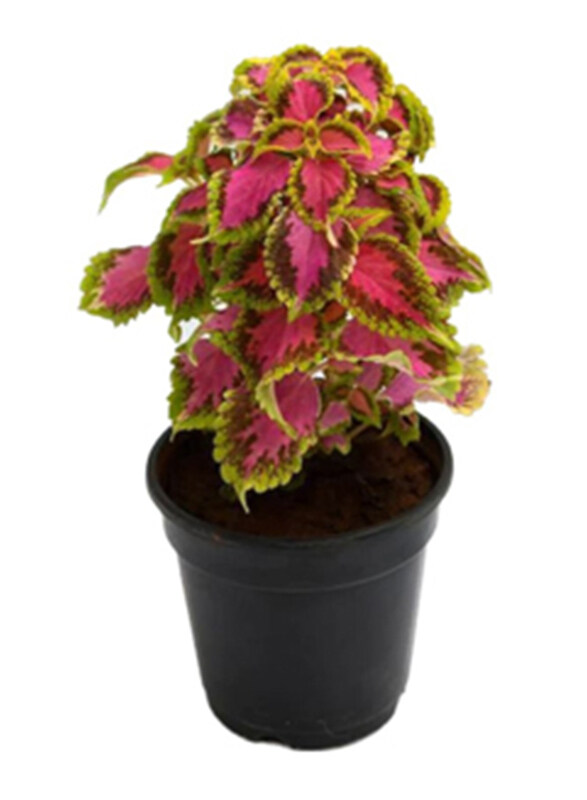 

Brook Floras Coleus Plant with Pot, Multicolour