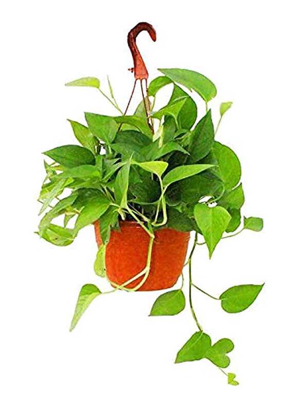 

Brook Floras Hanging Money Fresh & Live Indoor Plant, Green