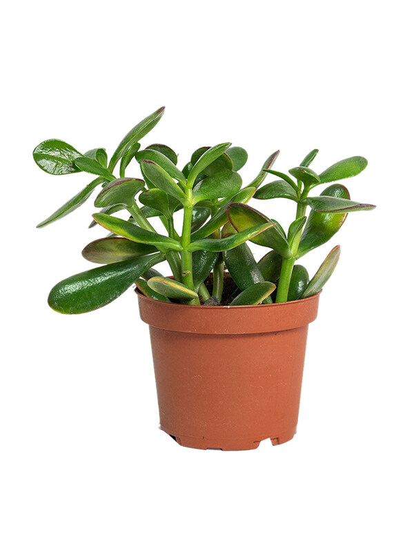 

Brook Floras Crassula Ovata Fresh Indoor Plants, 30cm, Green