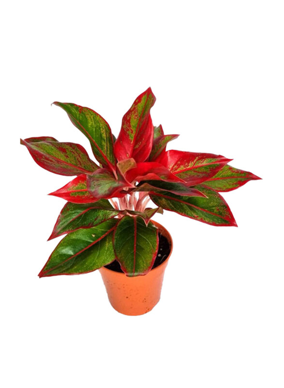 

Brook Floras Aglaonema Red Siam Fresh Indoor Plant, Multicolour