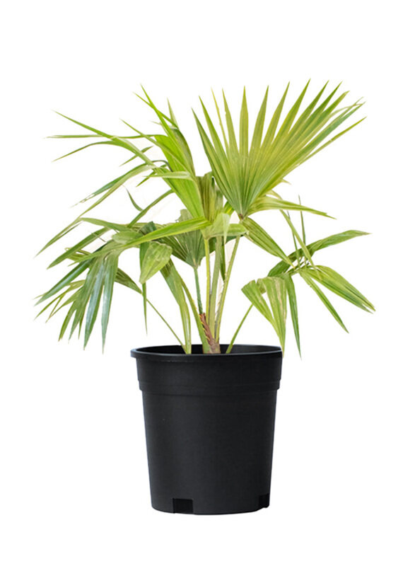 

Brook Floras Livistona Palm Plant with Pot & Soil, Green/ Black