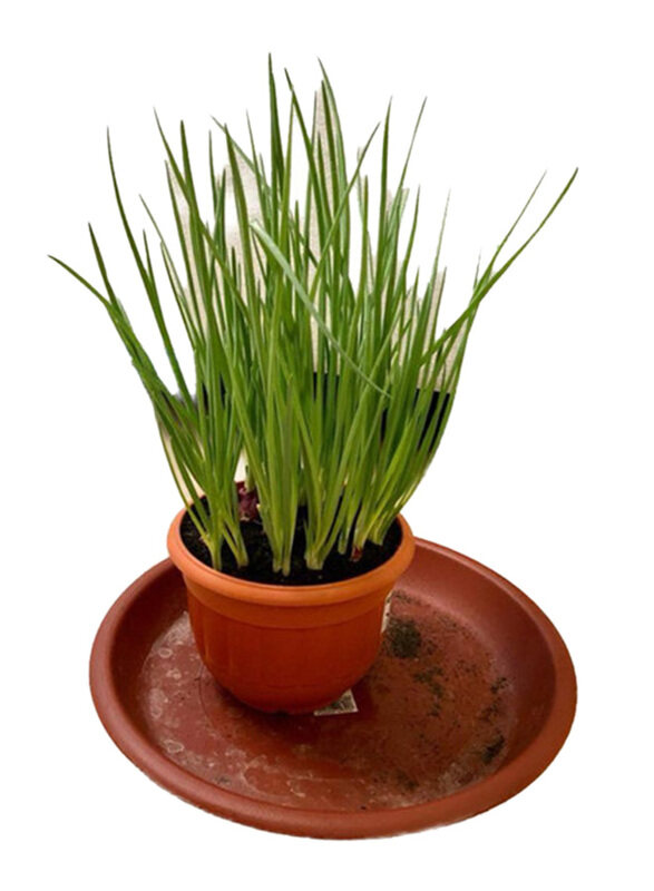 

Brook Floras Onion Plant, 20-22cm, Green