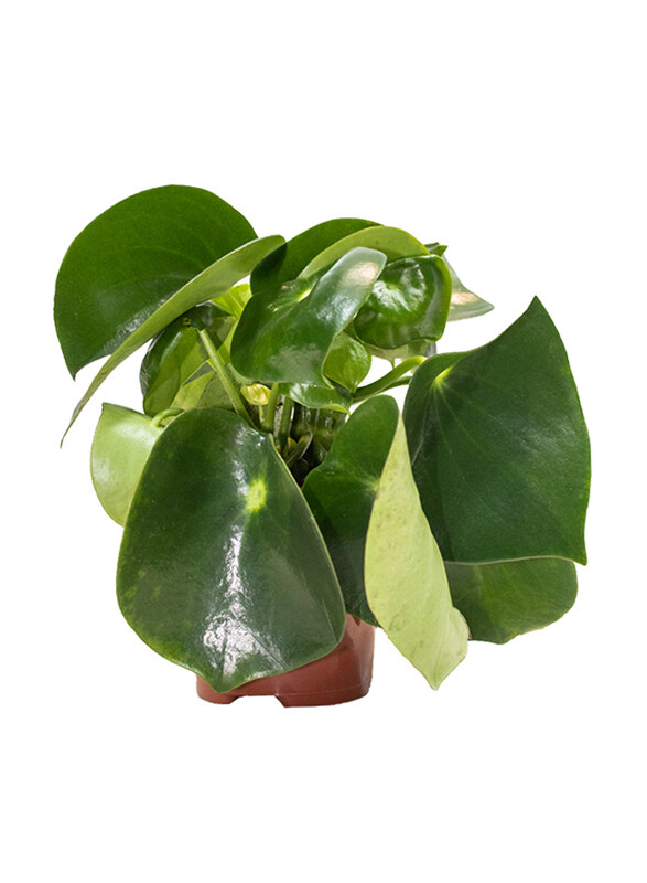 

Brook Floras Peperomia Raindrop Plant with Pot & Soil, Green