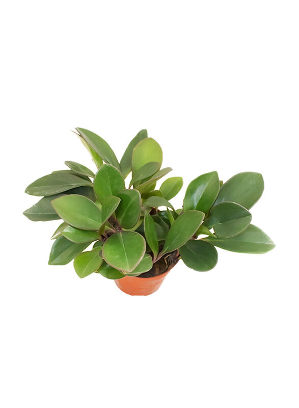 

Brook Floras Peperomia Black Plant with Pot & Soil, Green/Brown