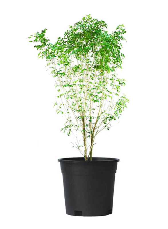 

Brook Floras Jasmine Murraya 02 Plant with Pot & Soil, Green/Black