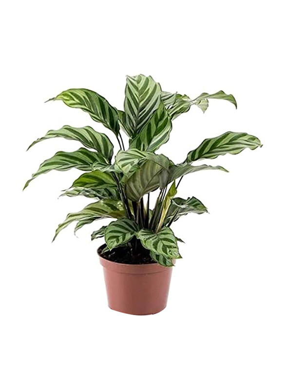 

Brook Floras Calathea Freddie Fresh Live Plants, Multicolour