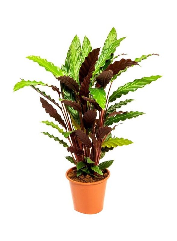 

Brook Floras Calathea Rufibarba Tropistar Fresh Indoor Plants, Maroon/Green