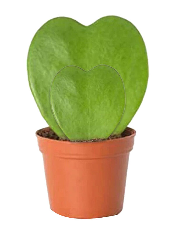 

Brook Floras Hoya Kerri Double Heart Fresh Indoor Plants, 10cm, Green