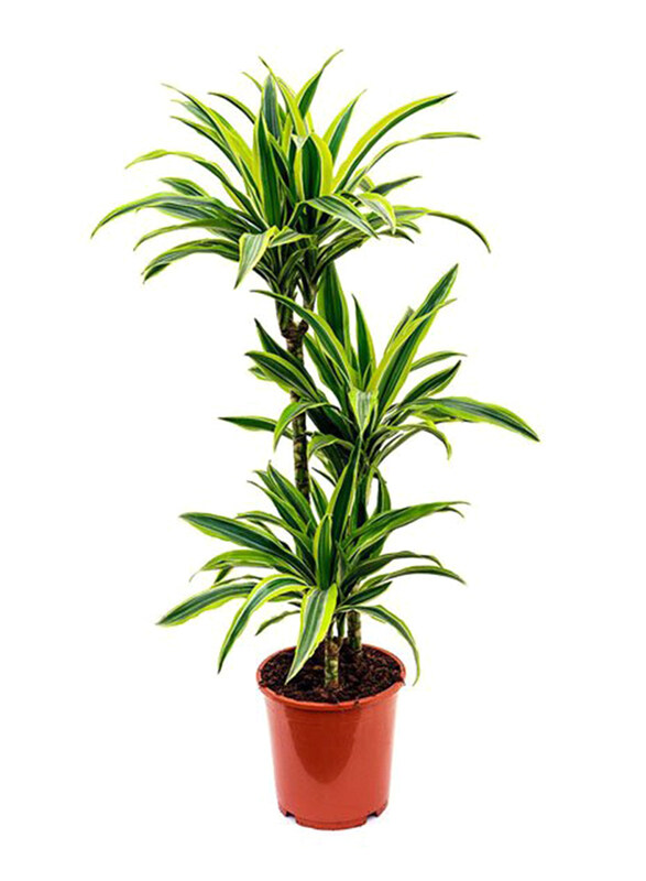 

Brook Floras Dracaena Lemon Lime Fresh Indoor Plants, Green