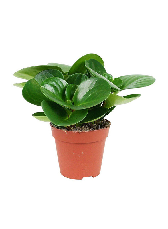 

Brook Floras Peperomia Obtusifolia Baby Rubber Plant, 10-15cm, Green