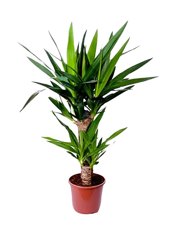 

Brook Floras Yucca Fresh Live Plant, Green